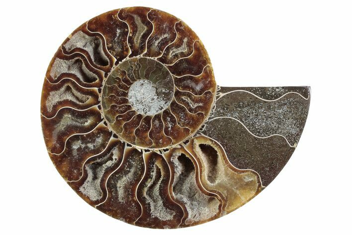 Cut & Polished Ammonite Fossil (Half) - Madagascar #364892